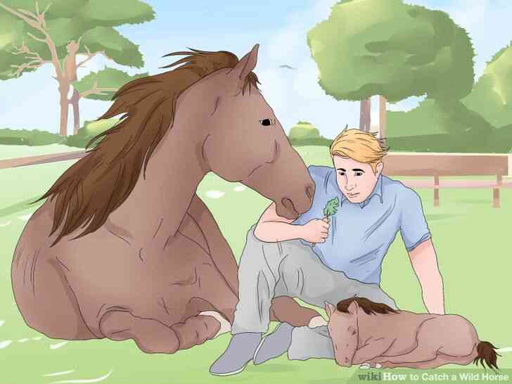 Image intitulée Attraper un Cheval Sauvage Étape 8